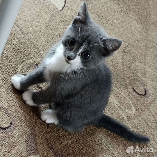 Кошка в дар