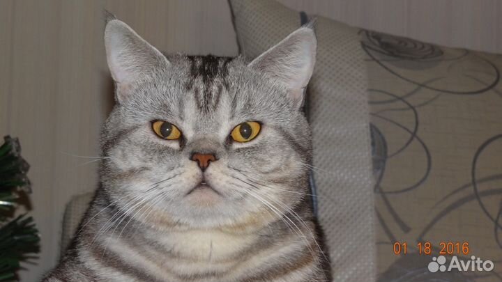 Британский кот вязка