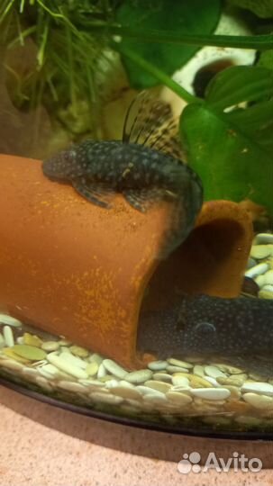 Сомики анциструсы