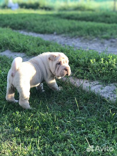 Щенки шарпея разных окрасов