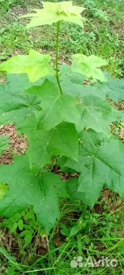 Клён 3х летка, саженец