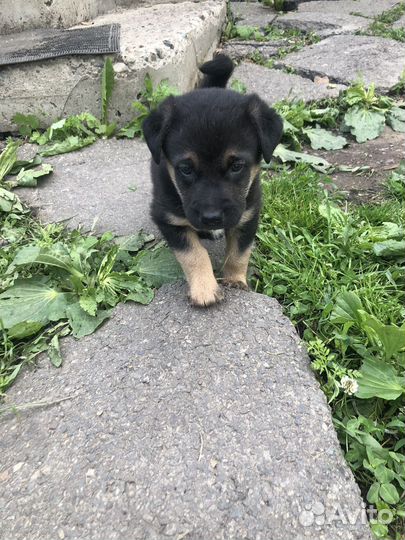 Щенок мальчик
