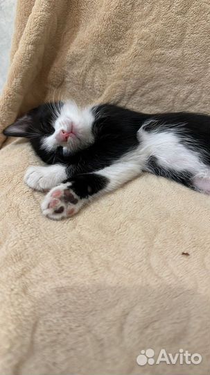 Котята от умной кошки