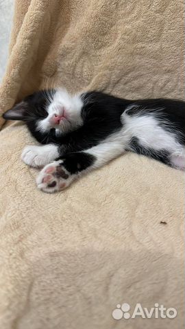 Котята от умной кошки