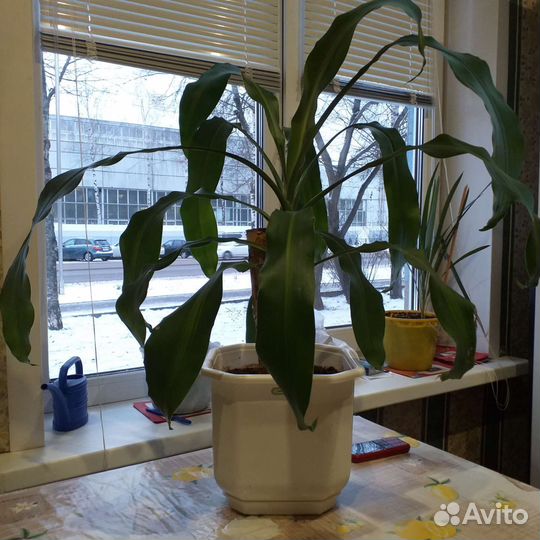 Пальма юкка