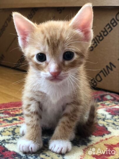 Котята в добрые руки даром рыжие