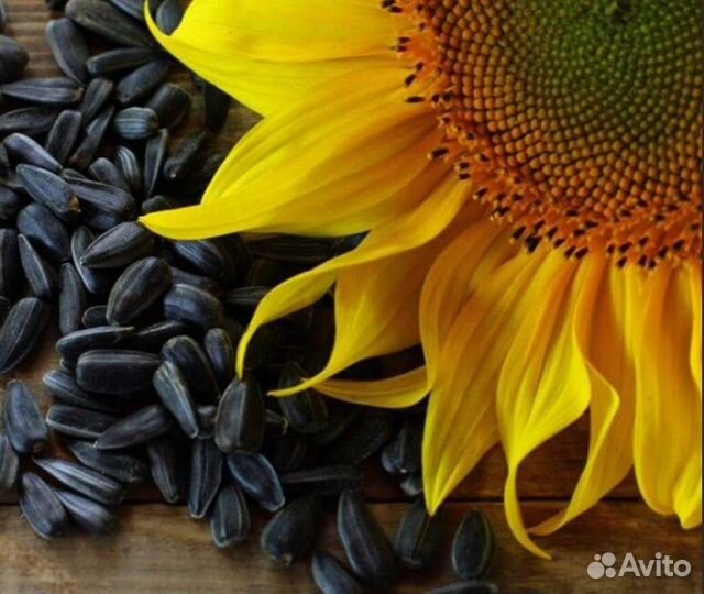Неочищенные семена подсолнечника
