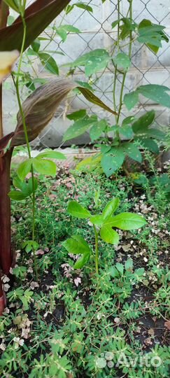 Пассифлора маракуйя