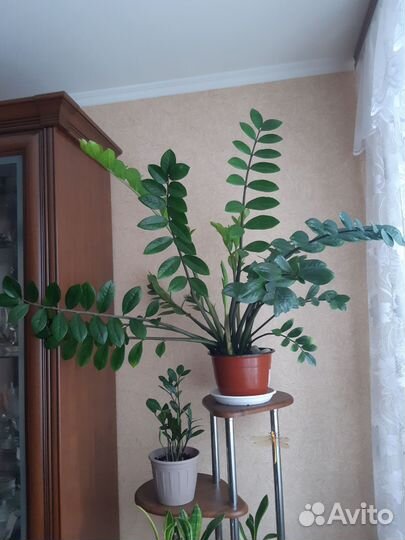 Замиокулькас