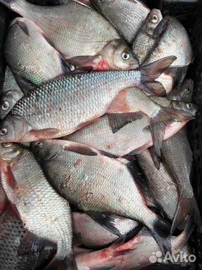 Свежая рыба