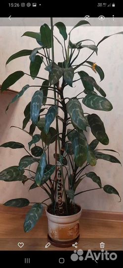 Комнатное растение Аглаонема