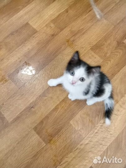 Котенок мальчик бесплатно