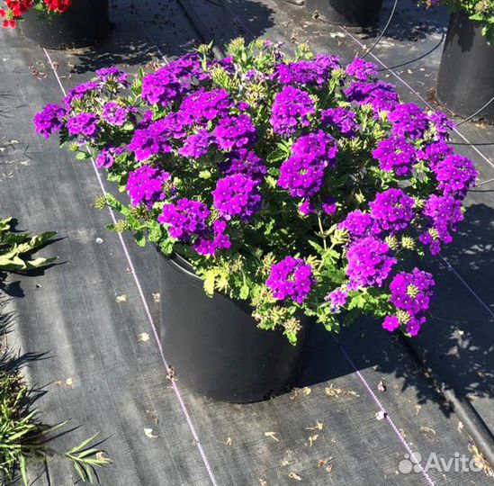 Вербена еврочеренок вегетативная СПб