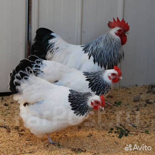 Курочки несушки Адлеровские серебристые домашние