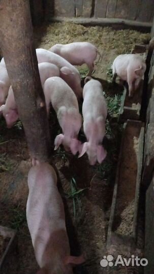 Поросята ландрас