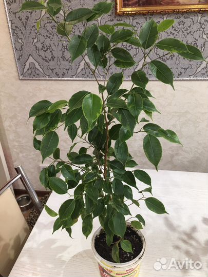 Фикус Бенджамина