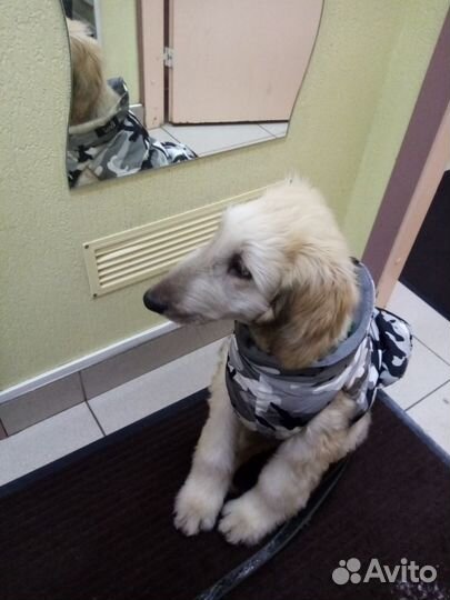 Куртка для собак