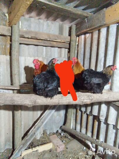 Карликовые куры/петухи