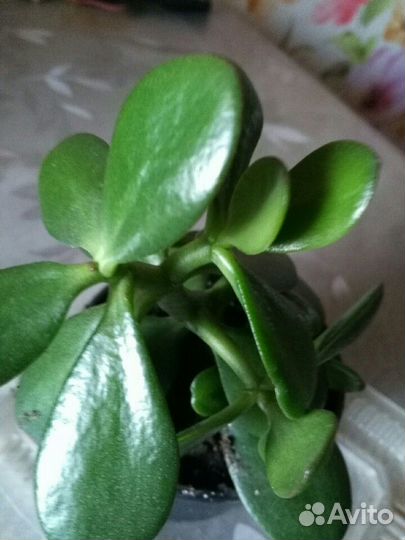Толстянка(денежное дерево)