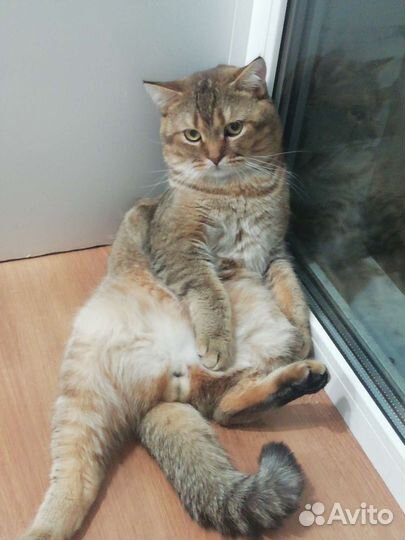 Шотландский кот вязка