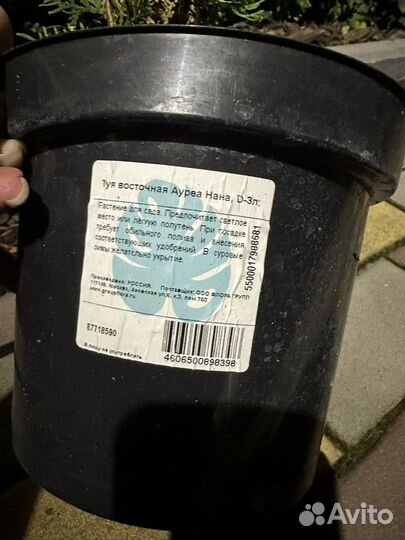 Туя Западная Ауреа Нана