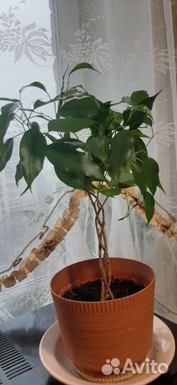 Фикус бенджамина