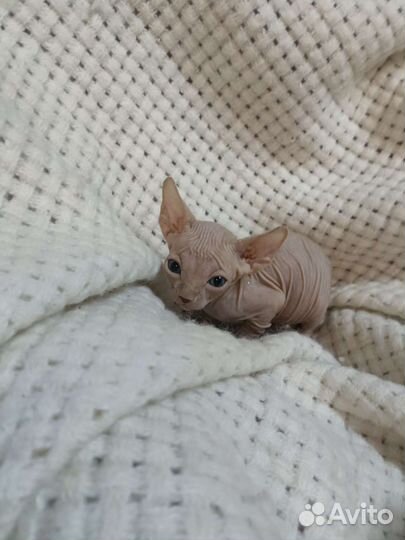 Канадский сфинкс