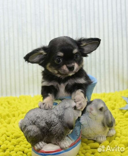 Щенки чихуахуа беби фейс мальчики и девочки
