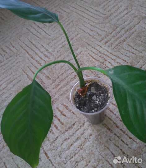 Домашние цветы