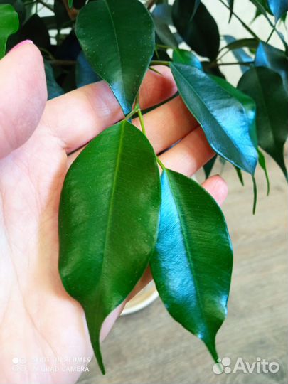 Продам цветы комнатные