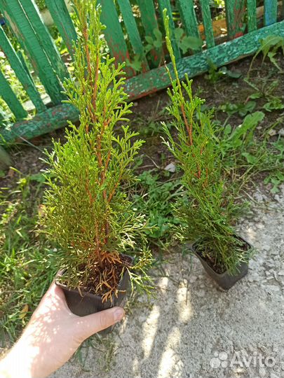 Туя смарагд