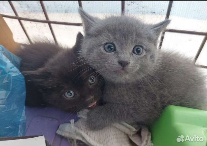 Котята в добрые руки бесплатно