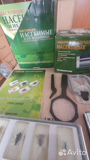 Насекомые и их знакомые