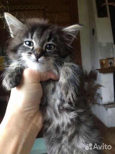 Котенок в добрые руки