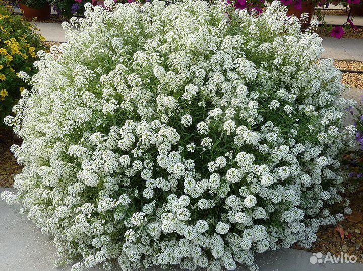 Рассада петунии ампельные кустовые