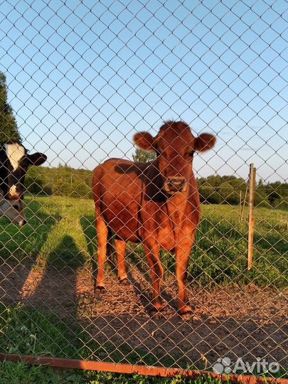 Нетель Джерси