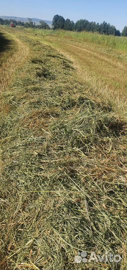 Сено в тюках