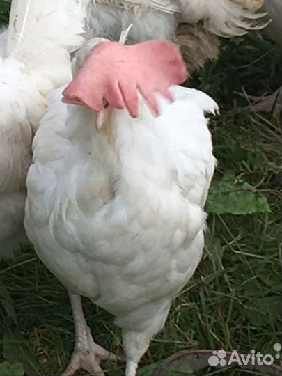 Курицы несушки домашние