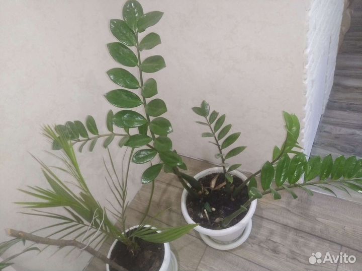 Комнатные растения