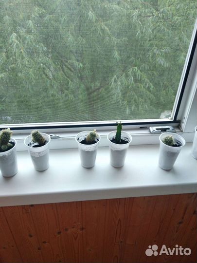 Кактусы и суккуленты