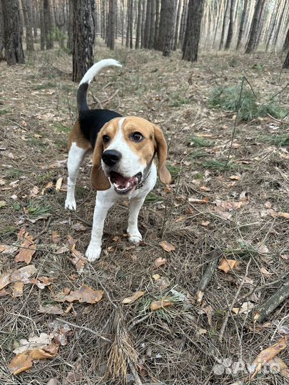 Бигль бесплатно, мальчик 1,6 месяцев