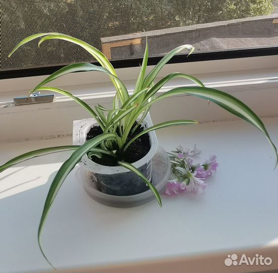 Хлорофитум