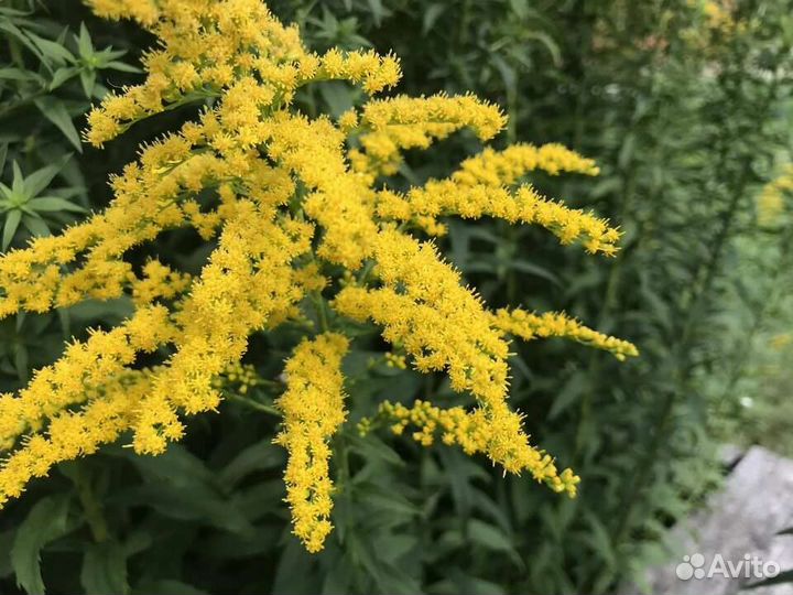 Альбиция обмен на другие цветы