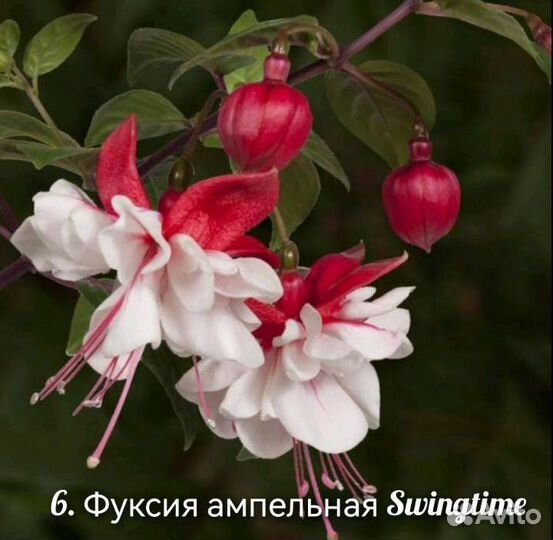 Фуксия Черенок Срез