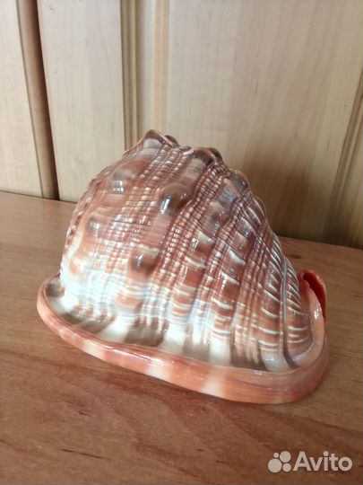 Ракушка морская большая