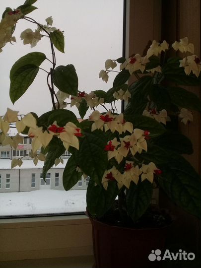 Укорененные черенки Клеродендрум Томпсона