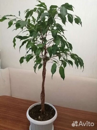 Фикус бенджамина