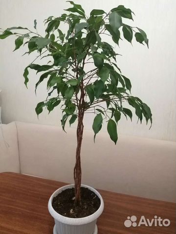 Фикус бенджамина