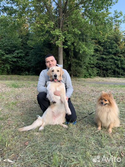 Передержка собак мелких и средних пород