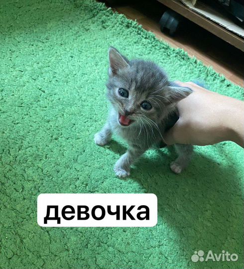 Котята в добрые руки